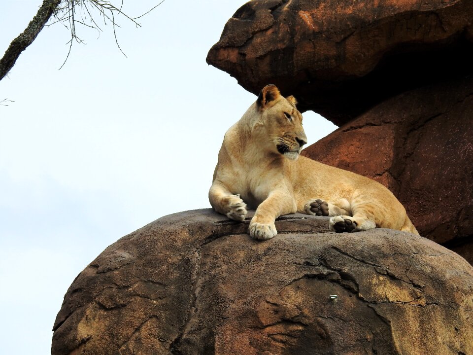 Wildlife african predator