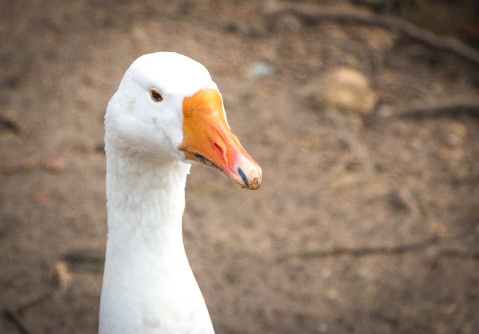 Beak cute adorable
