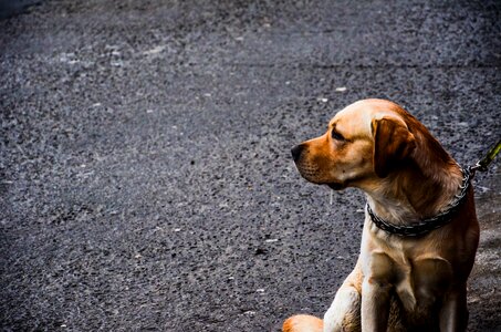 Puppy street leash photo