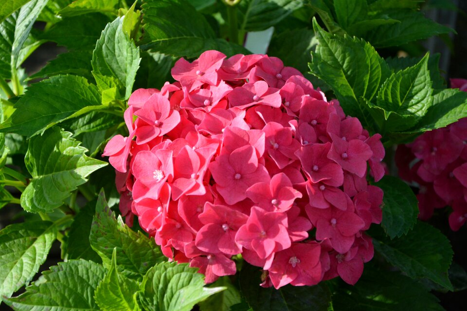 Nature green leaf summer flowers