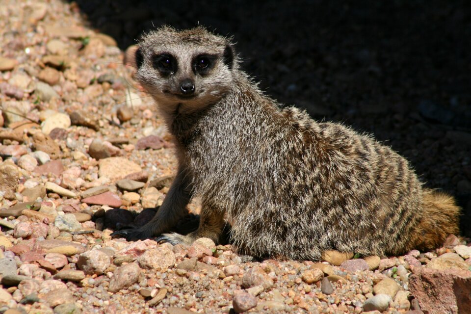 Mammal cute little