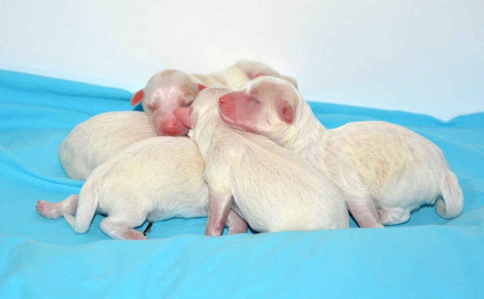 Cotton tulear dogs small