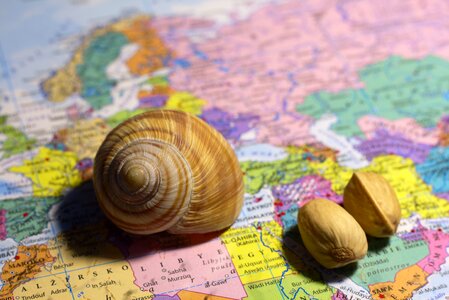 Seashell peanuts africa the middle east