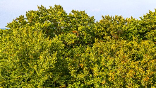 Golden autumn mood leaves