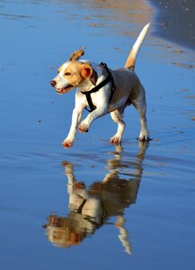 Nature mammal dog photo