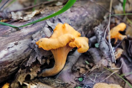 Mushrooms forest nature