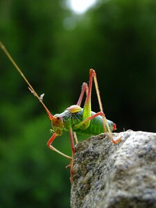 Nature insect green