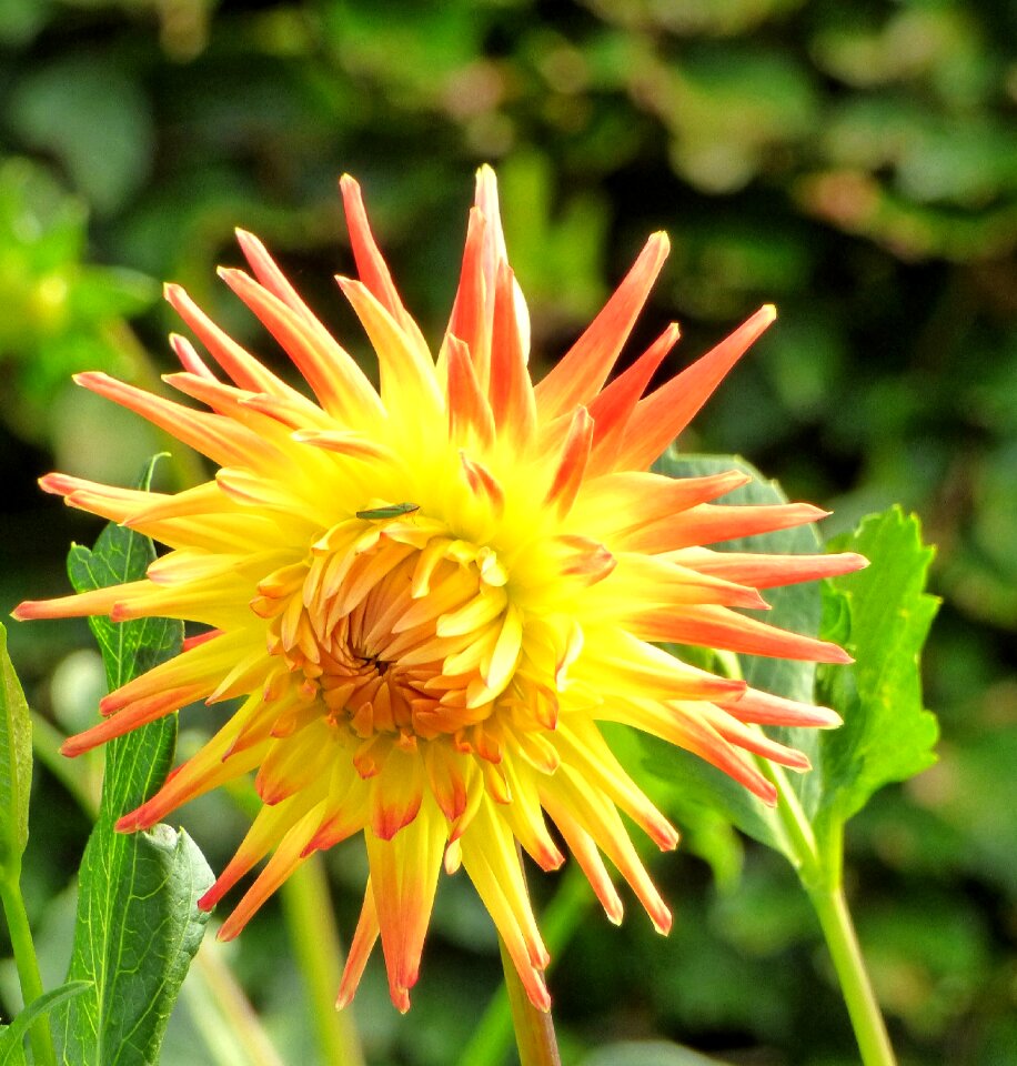 Garden late summer colorful