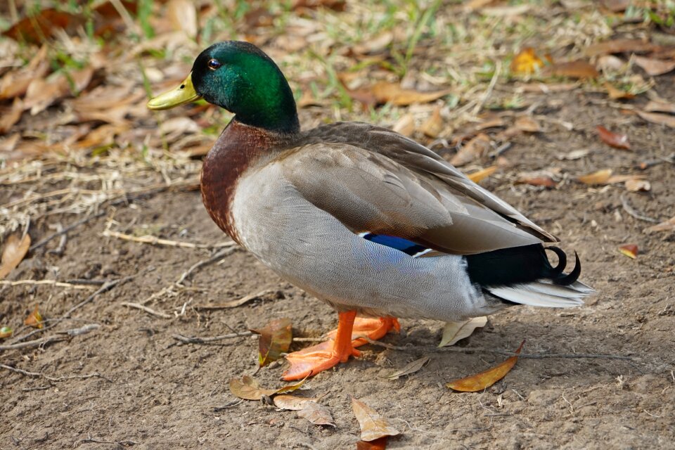 Animal wildlife wing