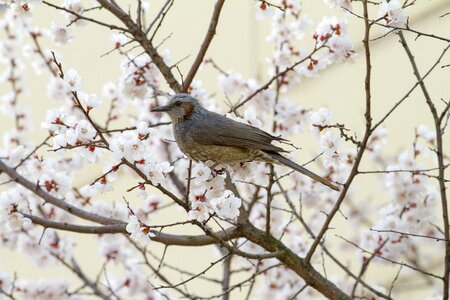 New cherry blossoms spring