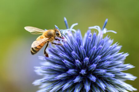 Insect forage macro