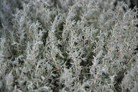 Plant medicinal scent perfume