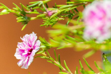Nature plant blur