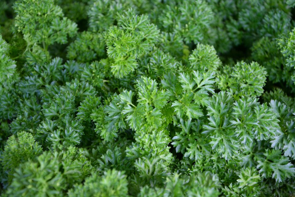 Medicinal virtues food