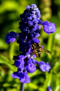 Nature flower flora photo