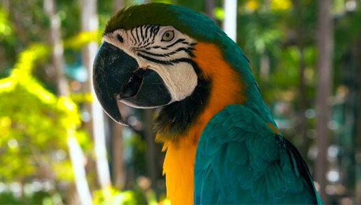 Feather animal cute