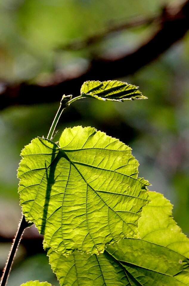 Nature green backlighting