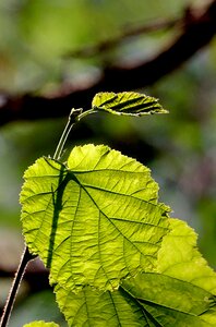 Nature green backlighting
