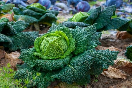 Food cabbage vegetable garden photo