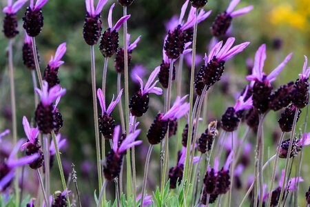 Nature flora herbal