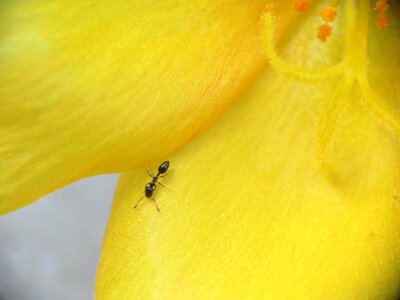 Garden yellow yellow flower