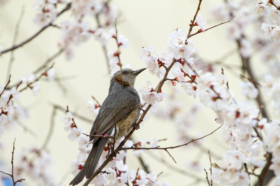 Outdoors cherry blossoms spring