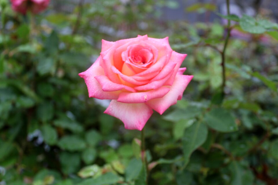 Rose petal color