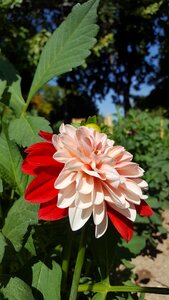 Rose plant park