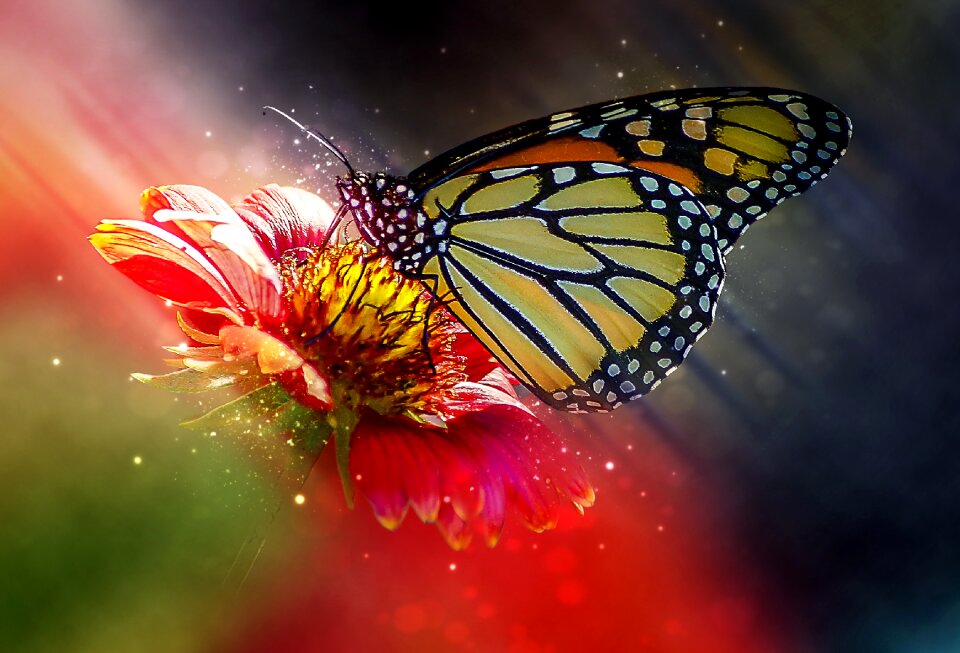 Nature colorful creature