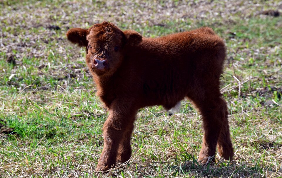 Young animal boy galloway