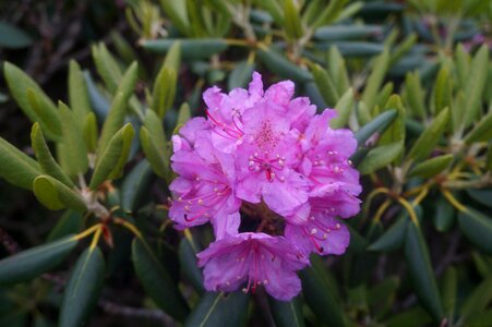 Nature appalachian rhododendron