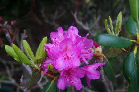 Nature appalachian rhododendron
