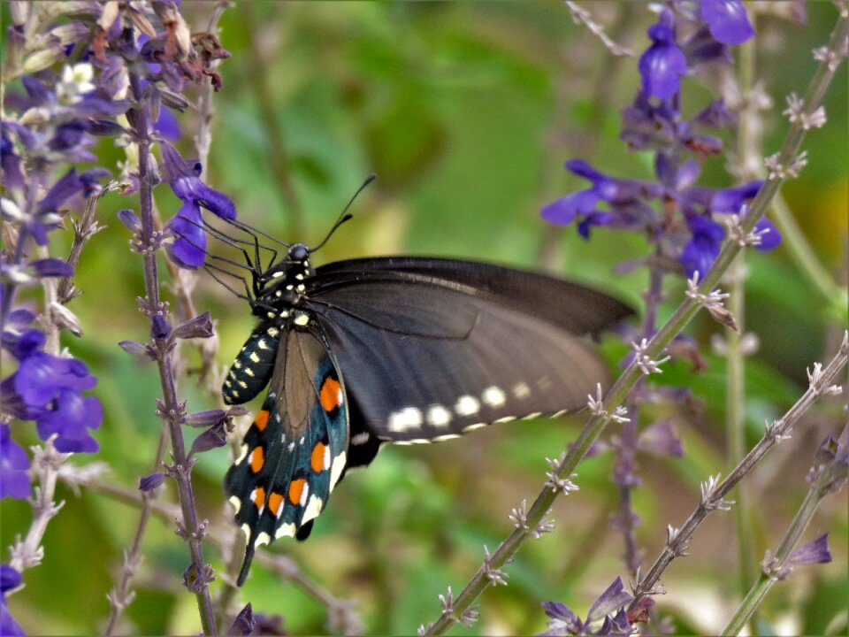 Colorful black with white and orange spots garden