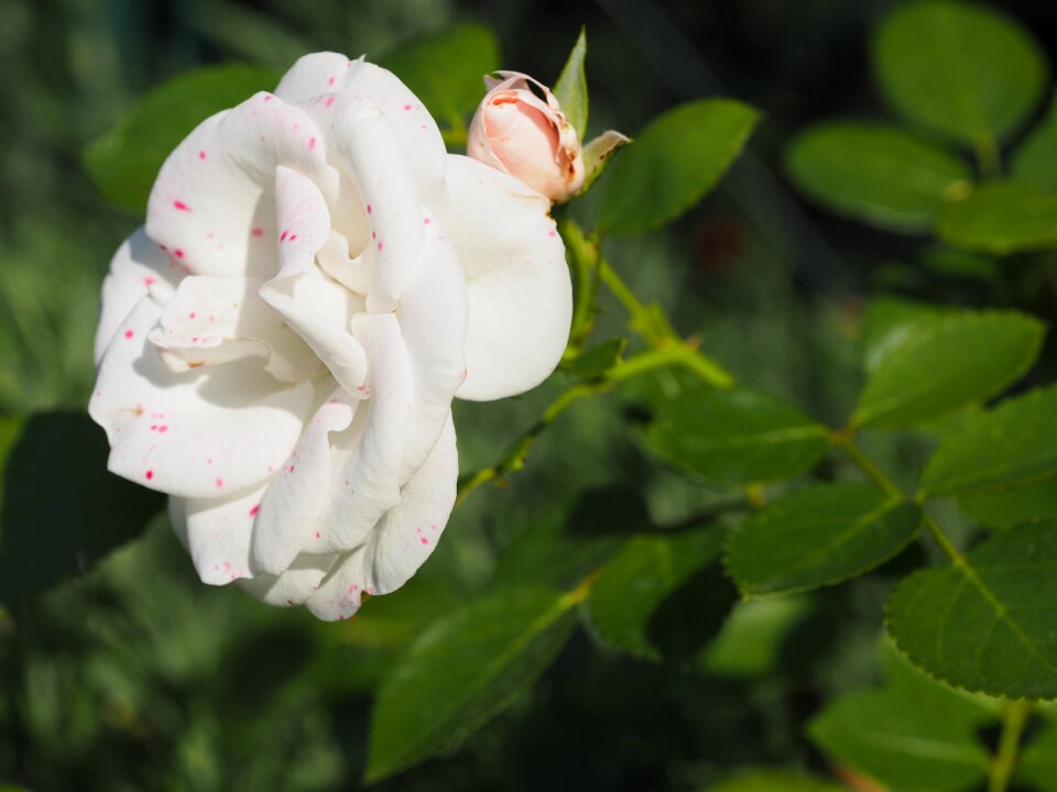 Romance love flower