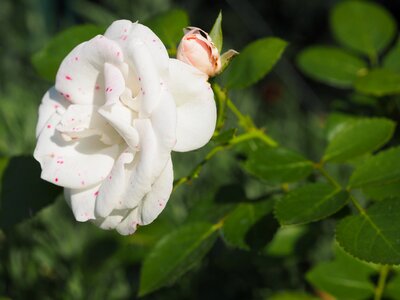 Romance love flower photo