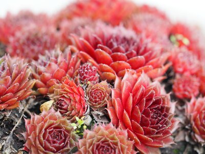 Plant cactus flowers cactus greenhouse