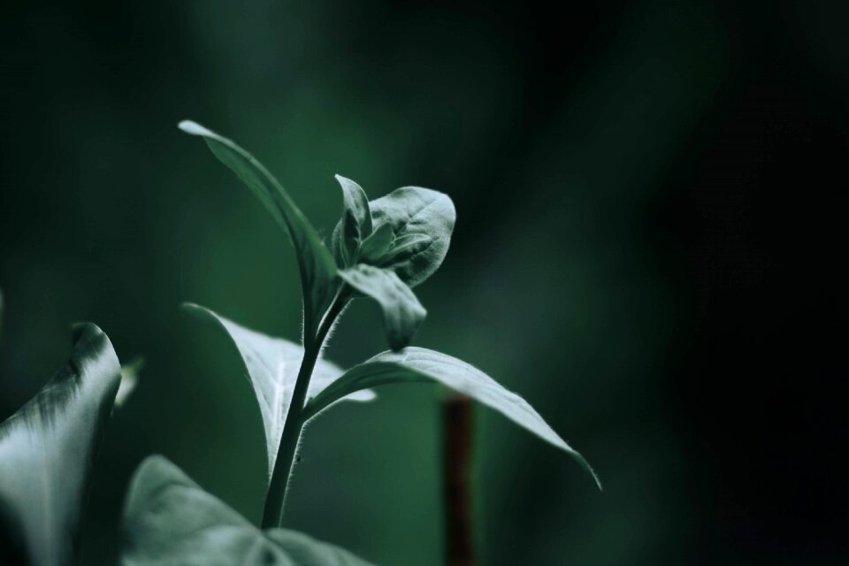 Plant nature blur