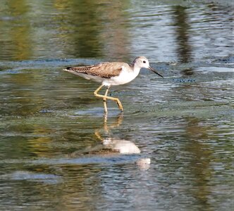 Shorebird marsh lake