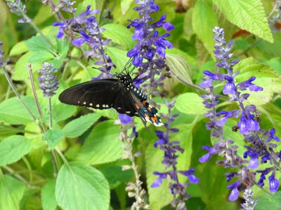 Butterfly black with white and orange spots garden photo