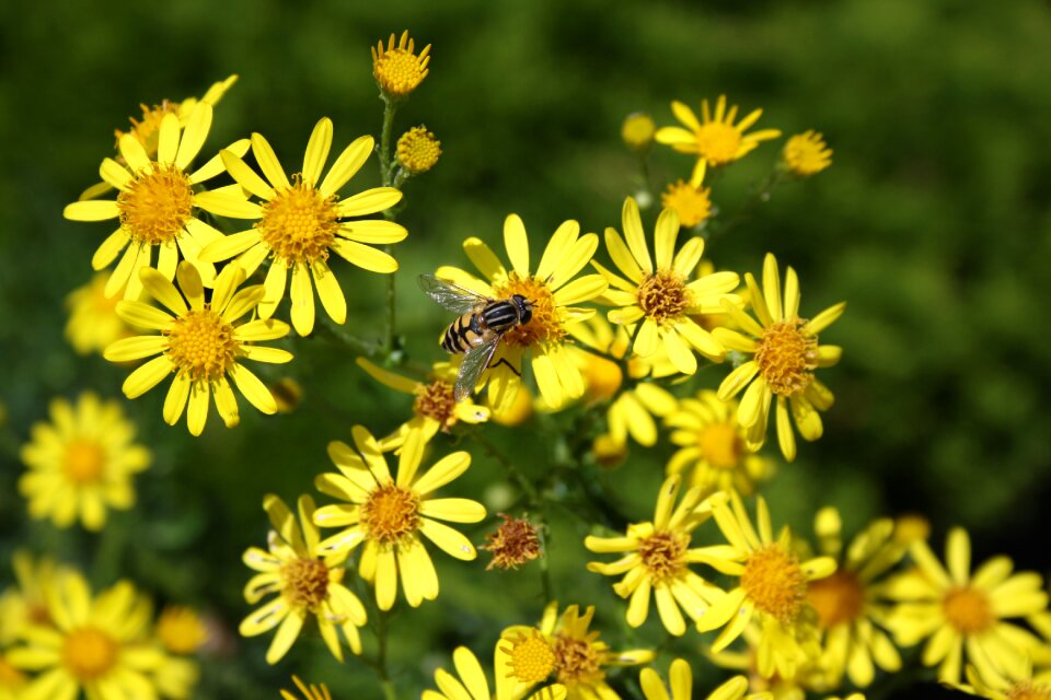 Summer bee bees