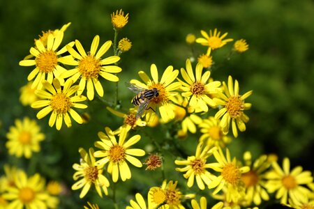 Summer bee bees photo