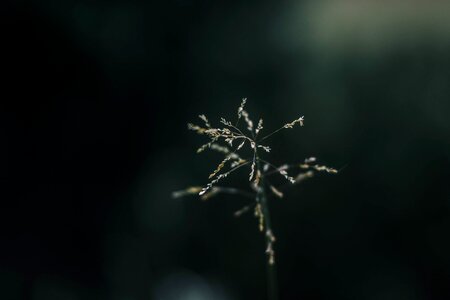 Nature plant black grass