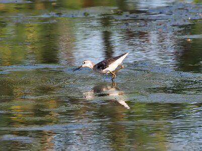 Wildlife pool nature photo