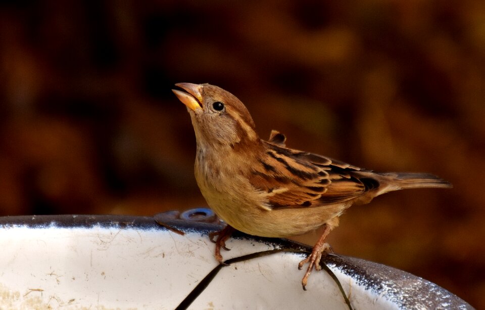 Birdie plumage nature photo