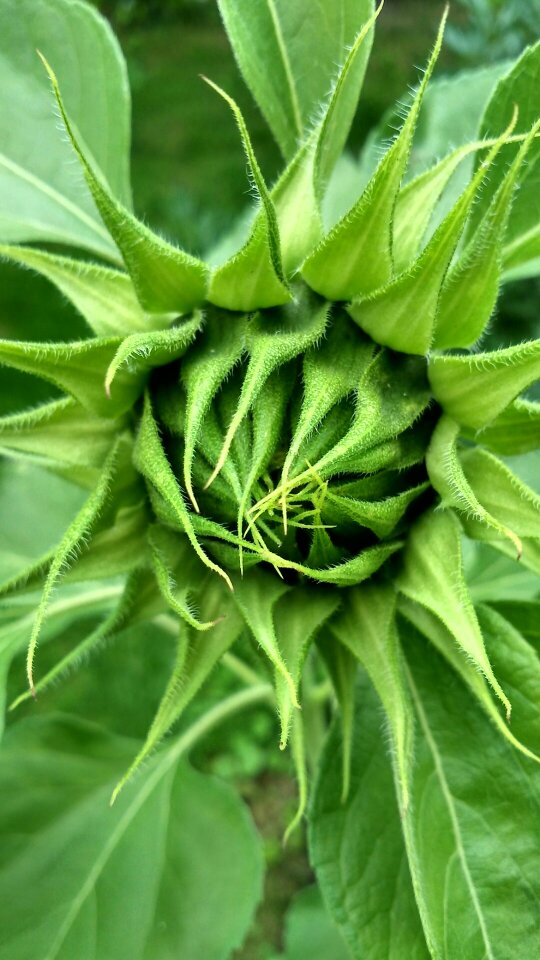 Birth sunflower green