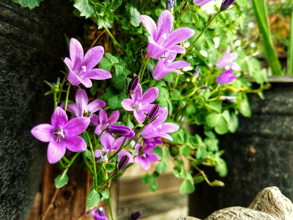 Purple flowers green Free photos