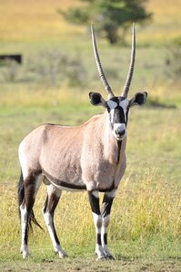 Antelope grass wild photo