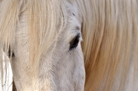 Close up eye horse head