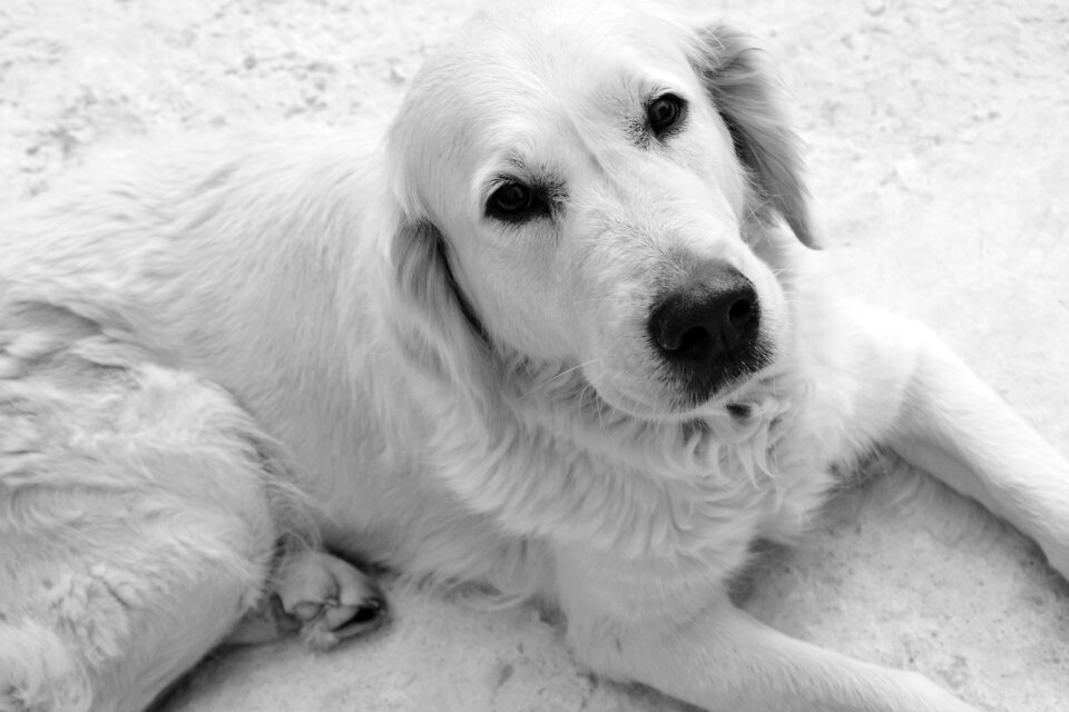 Retriever domestic animal animal