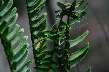 Tree garden stick insect photo